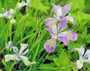 Iris tenax | Oregon Iris | 5 Seeds
