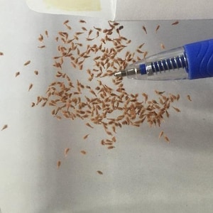 May include: A close-up image of a large quantity of small, brown seeds scattered on a white surface. A blue pen is lying on the surface, pointing towards the seeds.