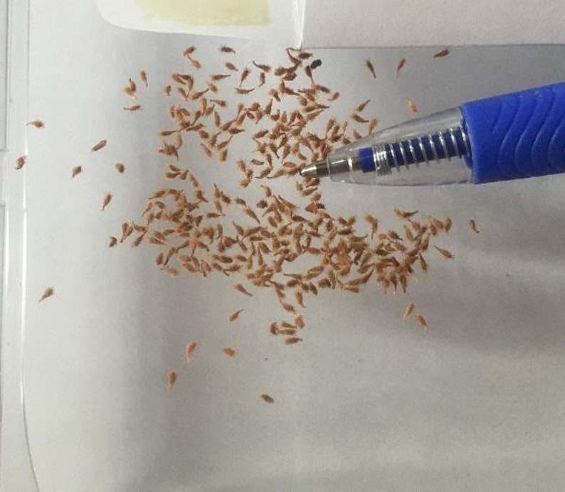 May include: A close-up image of a large quantity of small, brown seeds scattered on a white surface. A blue pen is lying on the surface, pointing towards the seeds.