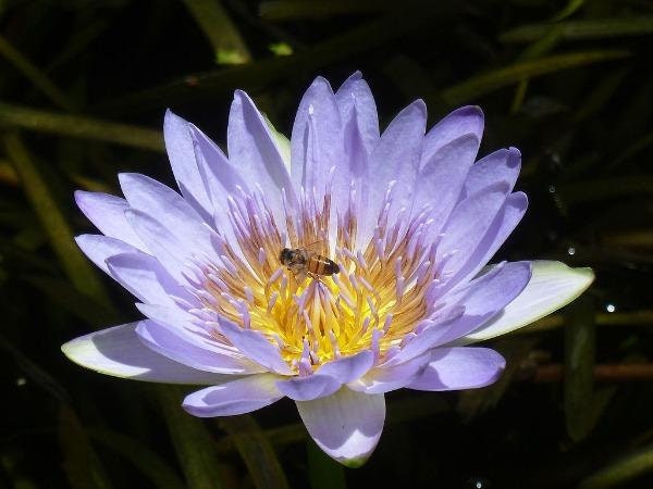Buy Nymphaea Caerulea Blue Lotus Sacred Blue Lily of the Nile 10 Seeds  Online in India 