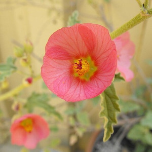 Sphaeralcea polychroma | Desert Globemallow | 5 Seeds