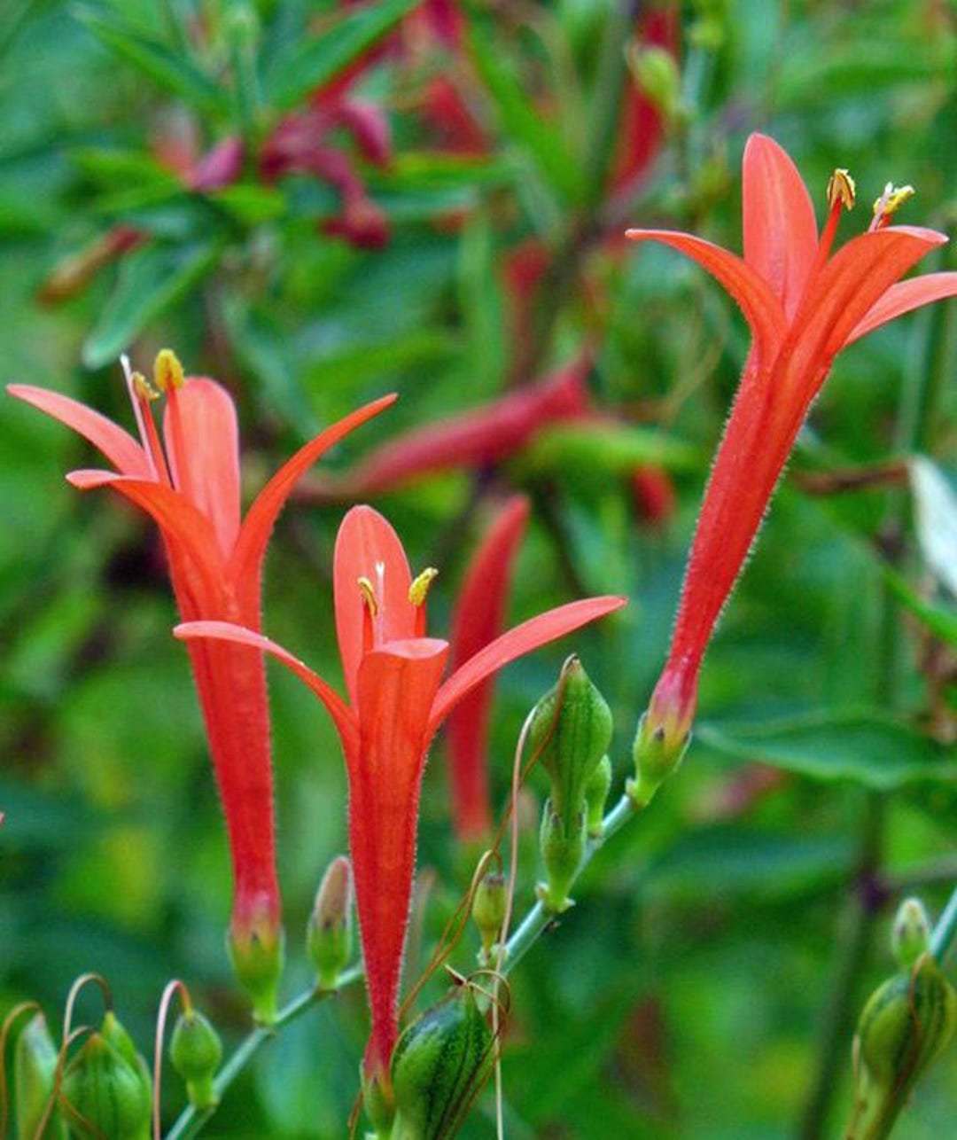 Anisacanthus Quadrifidus Var. Wrightii | Wright's Hummingbird Bush