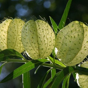 Gomphocarpus physocarpus | Balloon Plant | Hairy Balls | 20 Seeds