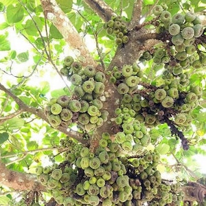 Ficus racemosa / Higuera de racimo o india / Audumbara / 100 semillas