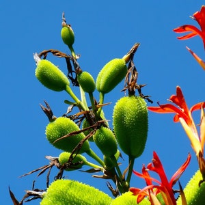 Canna tuerckheimii Giant Canna Lily 5 Seeds image 2