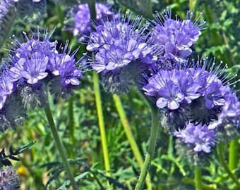 Phacelia tenacetifolia | Lacy Phacelia | Fiddleneck | 300 Seeds
