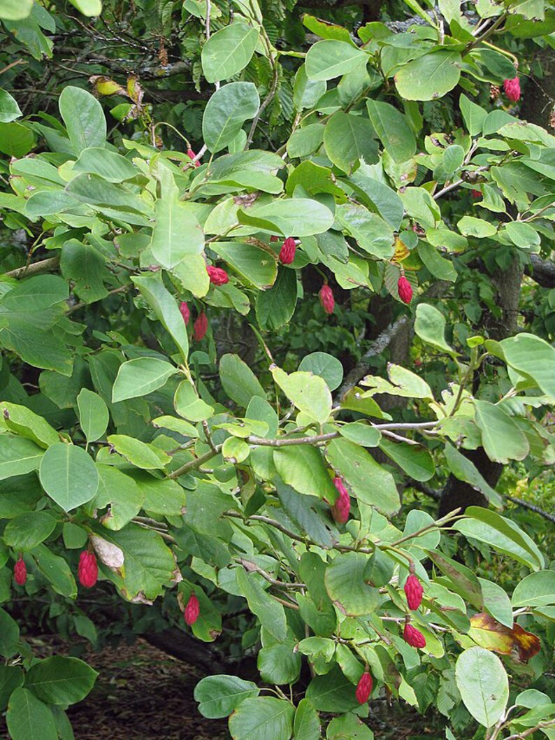 PlantFlowerSeeds Magnolia sieboldii - Thumbnail 4