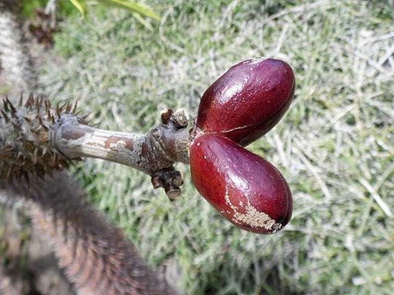 Pachypodium geayi Elephants Foot Madagascar Palm 10 Seeds image 4