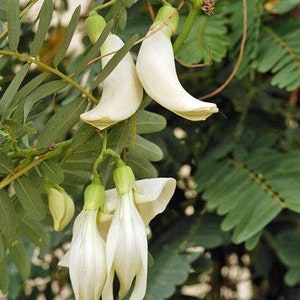 Sesbania grandiflora Baby Boots Vegetable Hummingbird 10 Seeds image 3