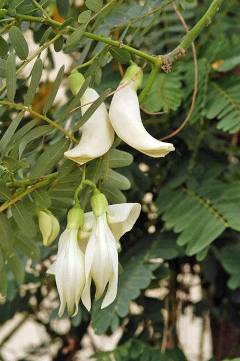 Sesbania grandiflora Baby Boots Vegetable Hummingbird 10 Seeds image 3