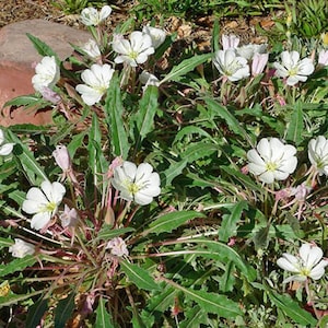 Oenothera caespitosa | Tufted Evening Primrose | 10 Seeds