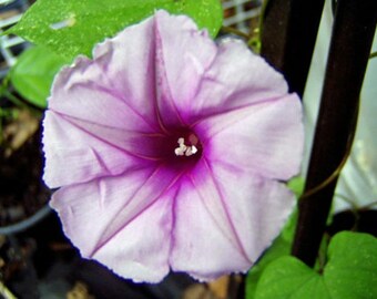 Ipomoea leptophylla | Bush Morning Glory | 10 Seeds