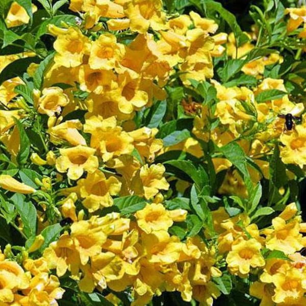 Tecoma stans | Yellow Bells | Ginger-Thomas | Esperanza | 10 Seeds