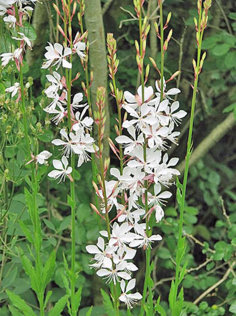 Oenothera lindheimeri | Lindheimers Beeblossom | White Gaura - Thumbnail 4