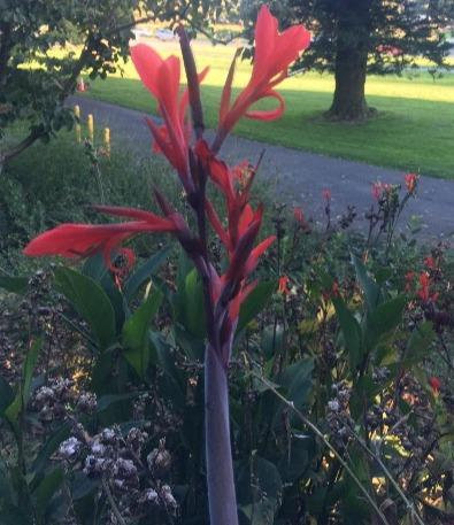 Canna indica Red Canna Lily Indian Shot Edible Canna Etsy
