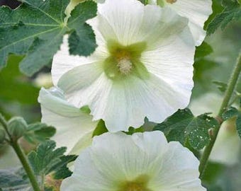 Alcea rosea subsp. ficifolia | Antwerp or Fig Leaf Hollyhock | 10 Seeds