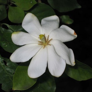 Gardenia thunbergia Thunbergs or White Gardenia 5 Seeds image 3