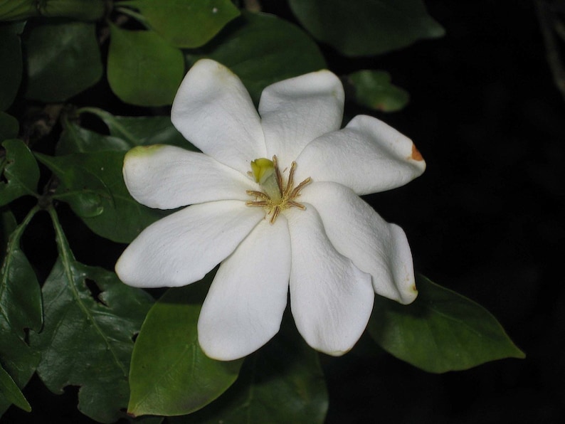 Gardenia thunbergia Thunbergs or White Gardenia 5 Seeds image 3