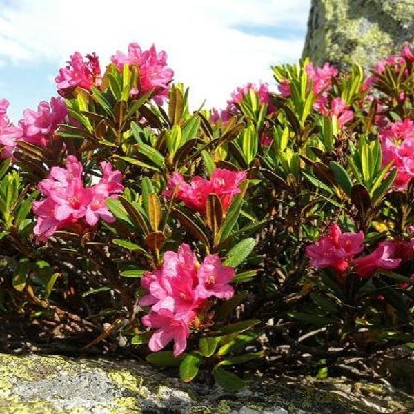 Rhododendron ferrugineum | Dwarf Alpenrose | Snow-rose | 20 Seeds