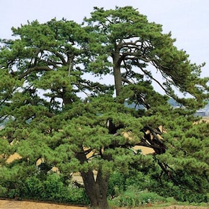 Pinus thunbergii | Japanese Black Pine | 20 Seeds