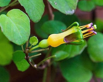 Fuchsia procumbens | Creeping, Climbing or Trailing Fuchsia | 5 Seeds