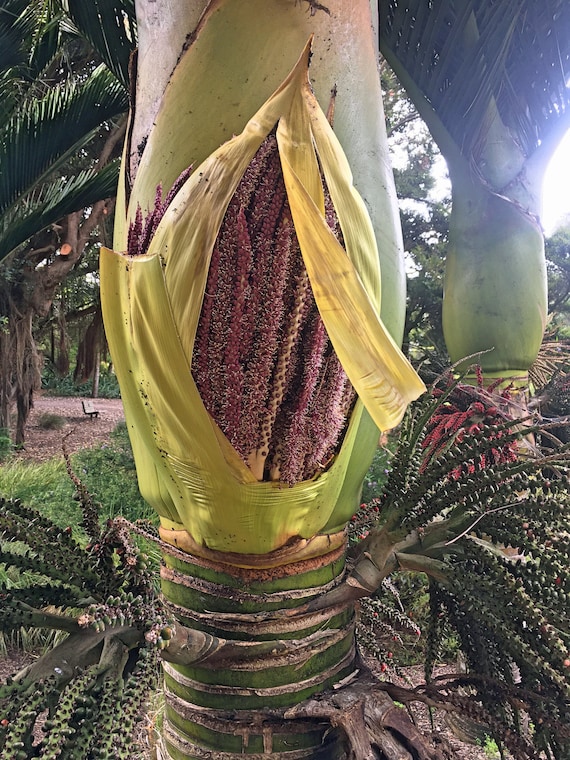 Rhopalostylis sapida | Nikau Palm | Shaving Brush Palm | 10 Seeds