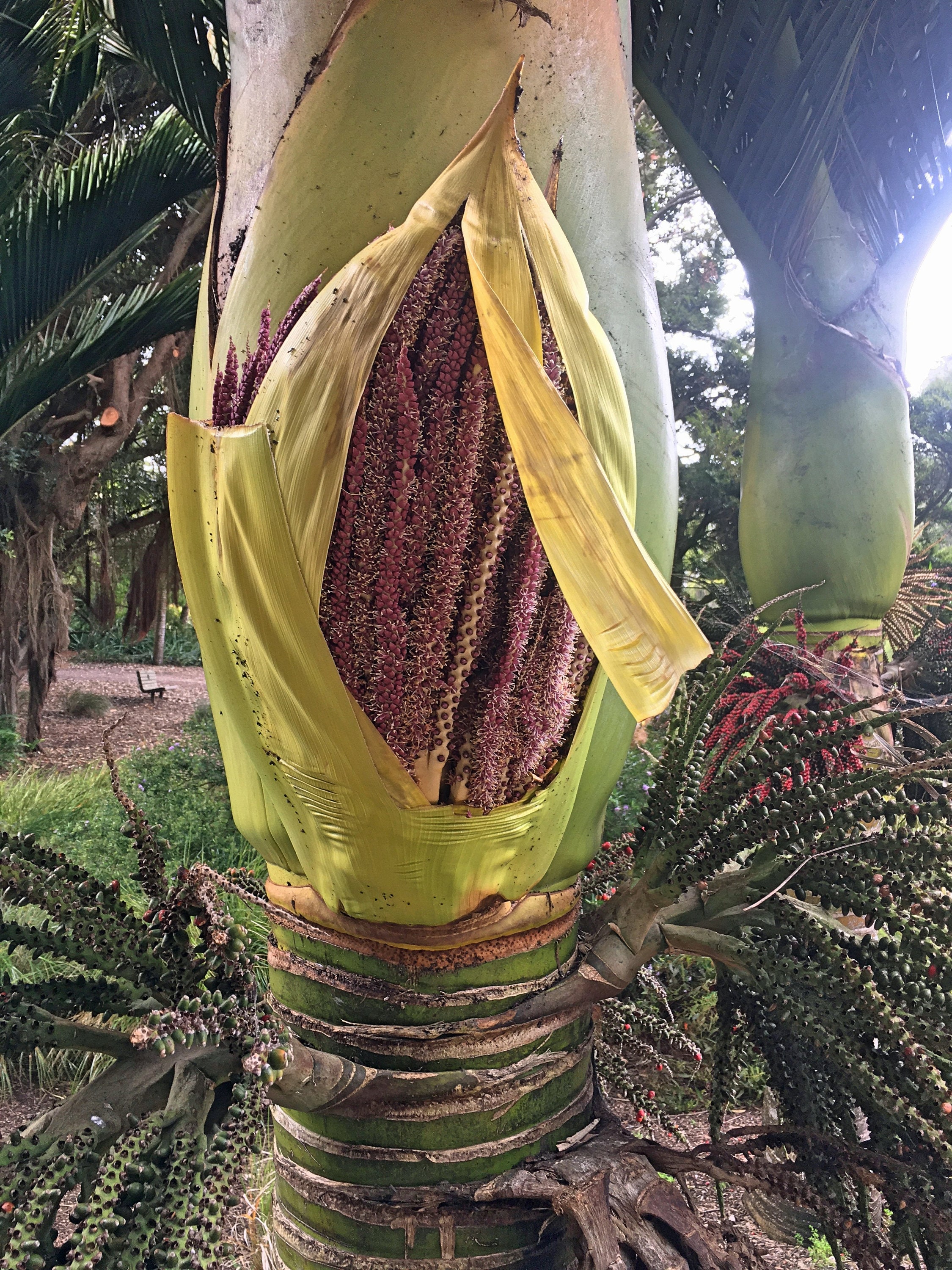 Rhopalostylis Sapida | Nikau Palm | Shaving Brush Palm | 10 Seeds