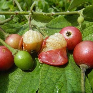 Muntingia calabura | Jamaican Cherry | Panama Berry | 250 Seeds