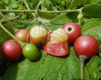 Muntingia calabura | Jamaican Cherry | Panama Berry | 250 Seeds