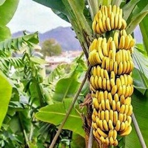 Musa cheesmanii | Cheesmans Banana | 5 Seeds