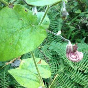 Aristolochia californica | California Pipevine | 10 Seeds