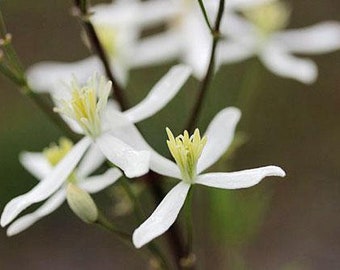 Clematis recta | Upright Clematis | Ground Virginsbower | 10 Seeds