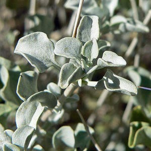 May include: Close-up of a silvery green plant with small, delicate leaves. The leaves are arranged in a cluster and have a soft, velvety texture.