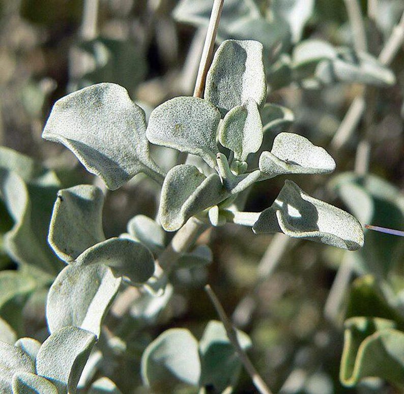 May include: Close-up of a silvery green plant with small, delicate leaves. The leaves are arranged in a cluster and have a soft, velvety texture.