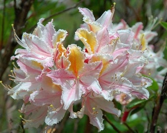 Rhododendron occidentale | Western or California Azalea | 10 Seeds