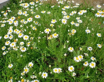Chamaemelum nobile | Roman Chamomile | 20 Seeds