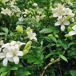 Murraya paniculata Tall Variety | Orange Jasmine | 5 Seeds