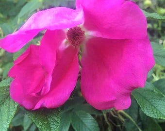 Rosa Rugosa Pink | Beach, Japanese, Ramanas, and Saltspray Rose