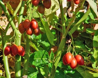 Solanum betaceum | Tamarillo | Tree Tomato | 20 Seeds