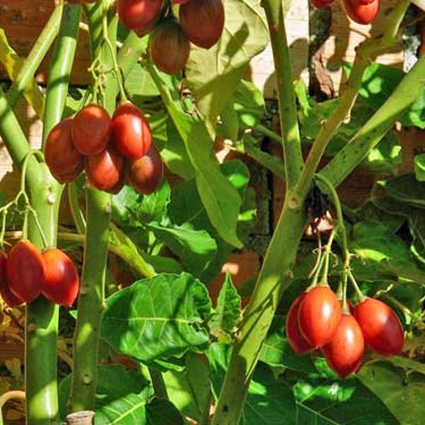 Solanum betaceum | Tamarillo | Tree Tomato | 20 Seeds