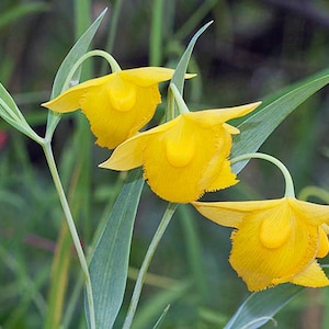 Calochortus amabilis | Diogenes | 10 Seeds