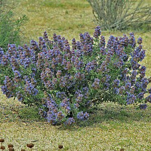 May include: A large bush of purple flowers with green leaves. The flowers are in bloom and are a vibrant shade of purple. The bush is growing in a field of green grass.