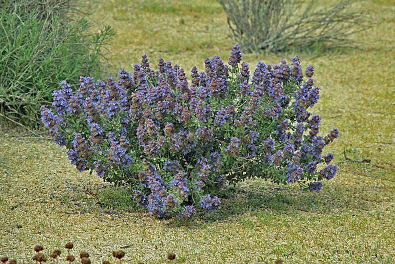 May include: A large bush of purple flowers with green leaves. The flowers are in bloom and are a vibrant shade of purple. The bush is growing in a field of green grass.