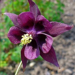 Aquilegia atrata | Dark Columbine | 10 Seeds