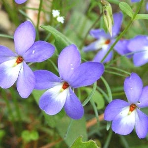 Viola pedata | Bird's Foot Violet | 10 Seeds