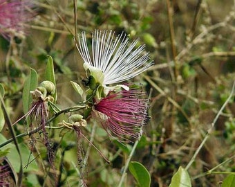 Capparis zeylanica | Ceylon or Indian Caper | 10 Seeds