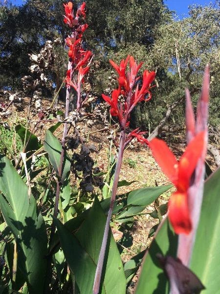 Red Canna Lily 10 Seeds | Tropical Edible Plant - Etsy 日本