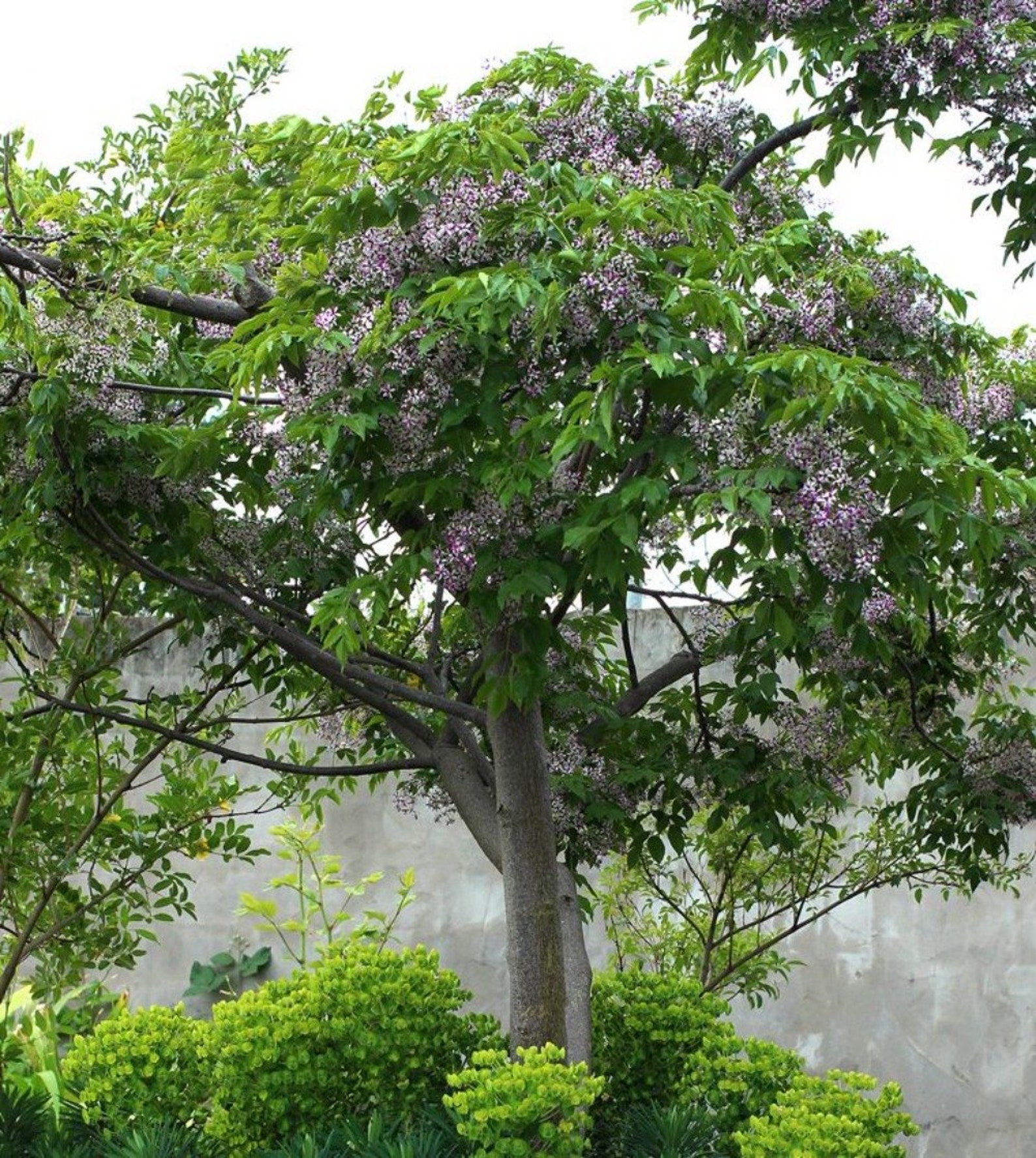 Melia azedarach Chinaberry Tree Syringa Berry Tree Cape | Etsy