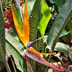 Strelitzia reginae Bird of Paradise Crane Flower 10 Seeds image 6