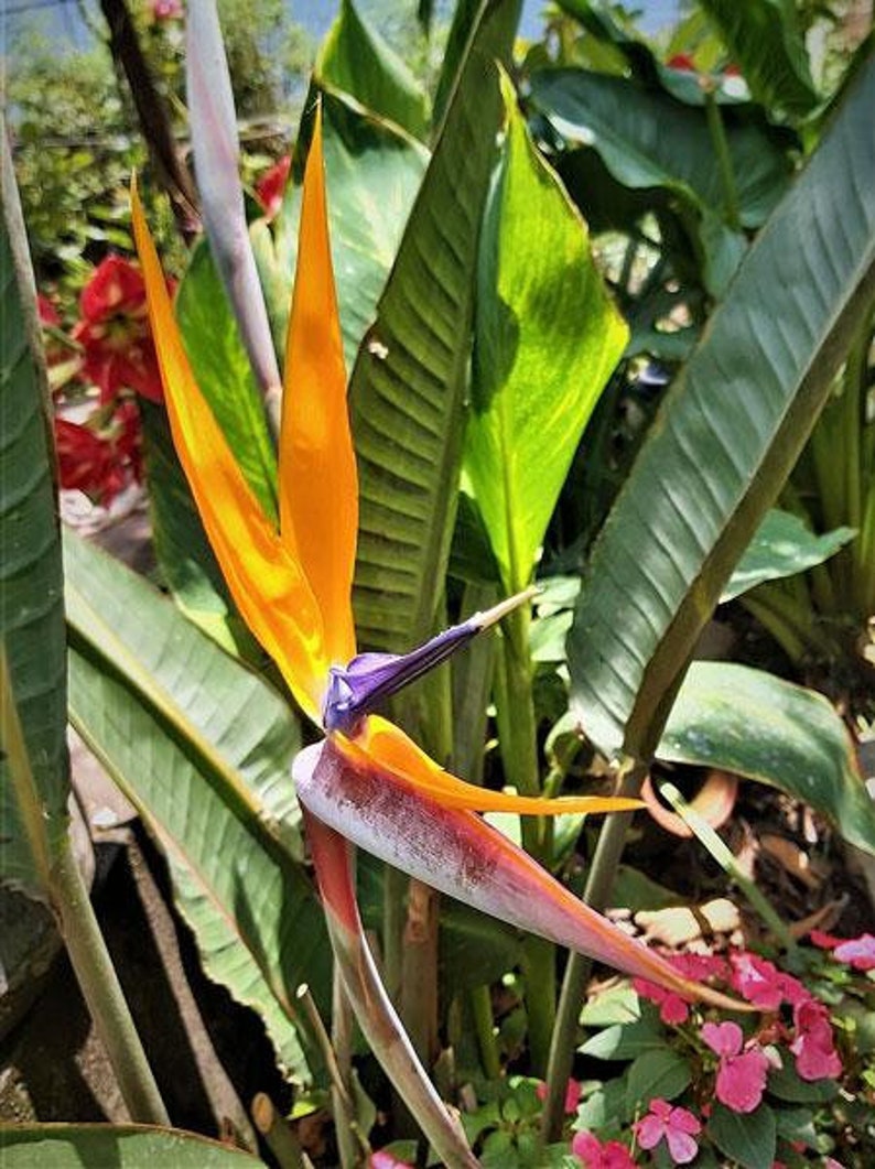 Strelitzia reginae Bird of Paradise Crane Flower 10 Seeds image 6